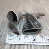 2 Small Polished Goat Horns #460      Natural Colored