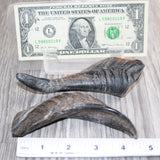 2 Small Polished Goat Horns #460      Natural Colored