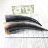2 Small Polished Cow Horns #035d    Natural colored