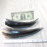 2 Small Polished Cow Horns #035d    Natural colored