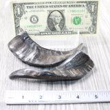 2 Small Polished Goat Horns #735d      Natural Colored