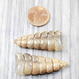 2 Rattlesnake Rattles  #845d    Taxidermy Diamondback Sidewinder