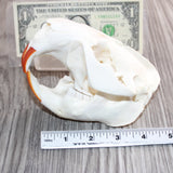 Beaver  Skull #360