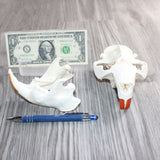 Beaver  Skull #360