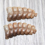 2 Rattlesnake Rattles  #560    Taxidermy Diamondback Sidewinder