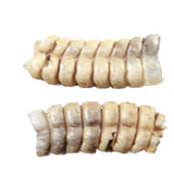 2 Large Rattlesnake Rattles  #005d    Taxidermy Diamondback Sidewinder