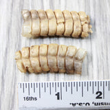 2 Large Rattlesnake Rattles  #005d    Taxidermy Diamondback Sidewinder