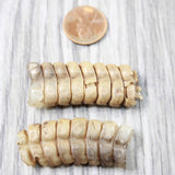 2 Large Rattlesnake Rattles  #005d    Taxidermy Diamondback Sidewinder