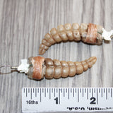 Very Large Rattlesnake Rattle Earrings  #25260