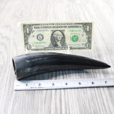1 Small Polished Cow Horn #305d Natural Colored