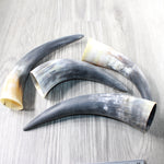 4 Raw Unfinished Cow Horns #0751 Natural Colored