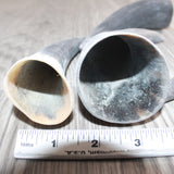 4 Small Raw Unfinished Cow Horns # 960  Natural Colored