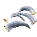 4 Small Raw Unfinished Cow Horns #605d   Natural Colored