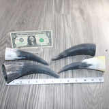 4 Small Raw Unfinished Cow Horns # 960  Natural Colored