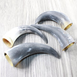 4 Small Raw Unfinished Cow Horns #605d   Natural Colored
