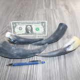 4 Small Raw Unfinished Cow Horns # 960  Natural Colored
