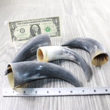 4 Small Raw Unfinished Cow Horns #605d   Natural Colored