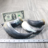4 Small Raw Unfinished Cow Horns #605d   Natural Colored