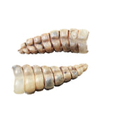 2 Large Rattlesnake Rattles  #315d    Taxidermy Diamondback Sidewinder