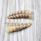 2 Large Rattlesnake Rattles  #315d    Taxidermy Diamondback Sidewinder