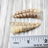 2 Large Rattlesnake Rattles  #315d    Taxidermy Diamondback Sidewinder