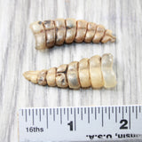 2 Large Rattlesnake Rattles  #315d    Taxidermy Diamondback Sidewinder