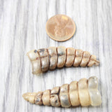 2 Large Rattlesnake Rattles  #315d    Taxidermy Diamondback Sidewinder