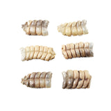 6 Small Rattlesnake Rattles  #715d    Taxidermy Diamondback Sidewinder