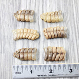 6 Small Rattlesnake Rattles  #715d    Taxidermy Diamondback Sidewinder