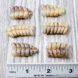 6 Small Rattlesnake Rattles  #715d    Taxidermy Diamondback Sidewinder