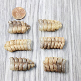 6 Small Rattlesnake Rattles  #715d    Taxidermy Diamondback Sidewinder