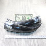 2 Polished Cow Horns #215d    Natural colored