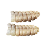 2 Rattlesnake Rattles  #525d    Taxidermy Diamondback Sidewinder