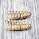 2 Rattlesnake Rattles  #525d    Taxidermy Diamondback Sidewinder