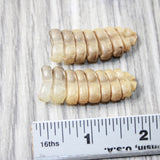 2 Rattlesnake Rattles  #525d    Taxidermy Diamondback Sidewinder