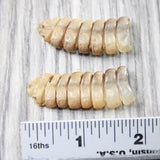 2 Rattlesnake Rattles  #525d    Taxidermy Diamondback Sidewinder