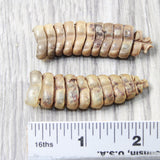 2 Very, Very Large Rattlesnake Rattles  #425d    Taxidermy Diamondback Sidewinder