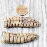 2 Very, Very Large Rattlesnake Rattles  #425d    Taxidermy Diamondback Sidewinder