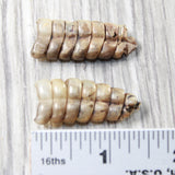 2 Small Rattlesnake Rattles  #035d    Taxidermy Diamondback Sidewinder