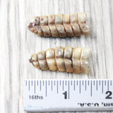 2 Small Rattlesnake Rattles  #035d    Taxidermy Diamondback Sidewinder
