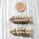 2 Small Rattlesnake Rattles  #035d    Taxidermy Diamondback Sidewinder