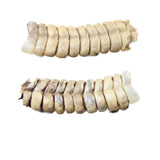 2 Very Large Rattlesnake Rattles  #635d    Taxidermy Diamondback Sidewinder