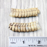 2 Very Large Rattlesnake Rattles  #635d    Taxidermy Diamondback Sidewinder