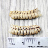 2 Very Large Rattlesnake Rattles  #635d    Taxidermy Diamondback Sidewinder