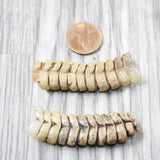 2 Very Large Rattlesnake Rattles  #635d    Taxidermy Diamondback Sidewinder