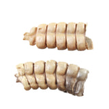 2 Rattlesnake Rattles  #945d    Taxidermy Diamondback Sidewinder