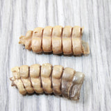 2 Rattlesnake Rattles  #945d    Taxidermy Diamondback Sidewinder