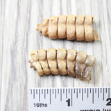2 Rattlesnake Rattles  #945d    Taxidermy Diamondback Sidewinder