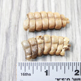 2 Rattlesnake Rattles  #945d    Taxidermy Diamondback Sidewinder