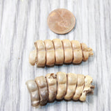 2 Rattlesnake Rattles  #945d    Taxidermy Diamondback Sidewinder